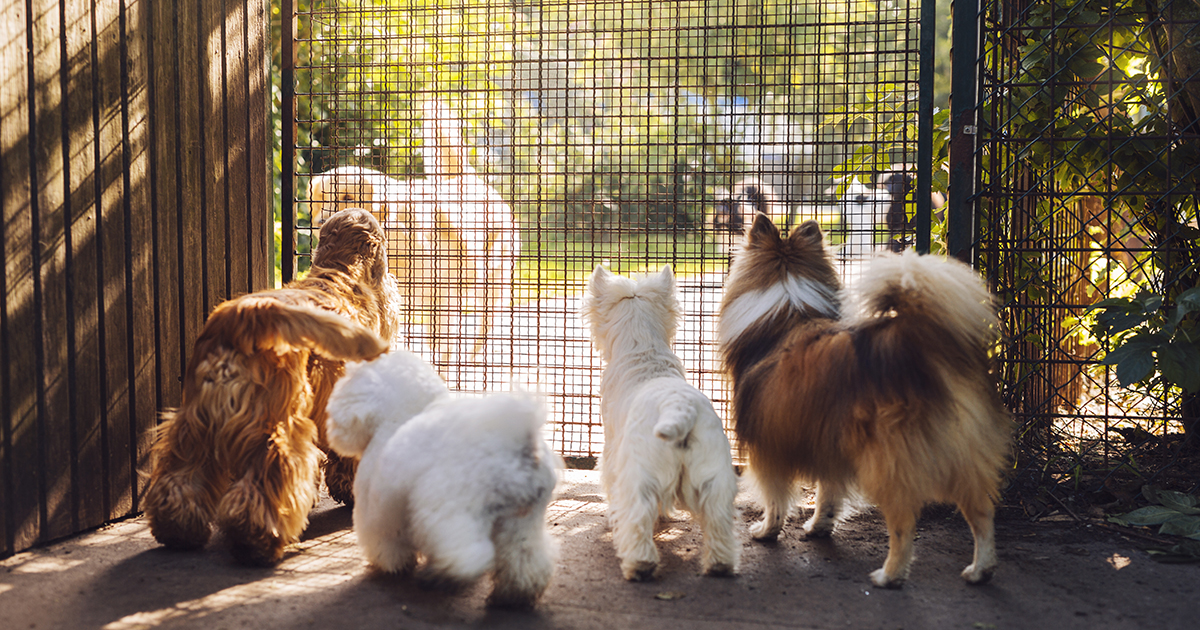Dog Boarding Kennel Near Burlington, Milton, Hamilton, & Oakville