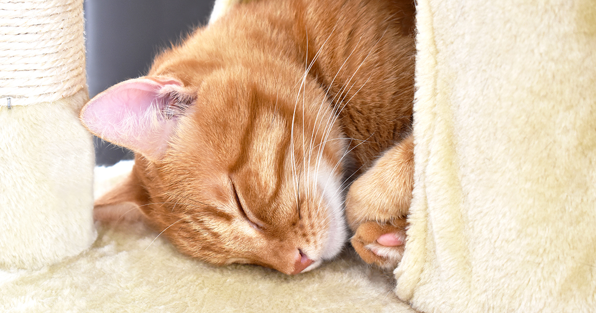 Cat Boarding Kennel Close To Burlington, Milton, Hamilton & Oakville